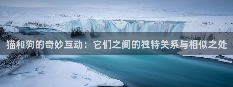 飘零影院新视觉：猫和狗的奇妙互动：它们之间的独特关系与相似之处